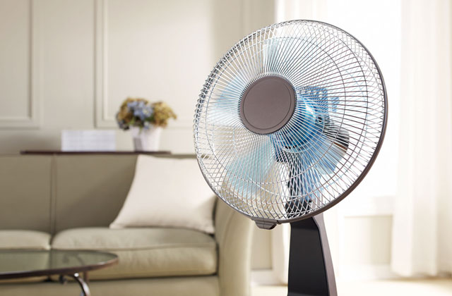 fan fan